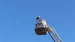 Bald Eagle Lands on Minnesota Fire Apparatus During 9/11 Tribute