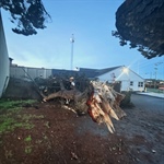 Tree Falls Cutting Gas, Power to Fire Station Forcing Temporary Closure