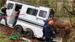Firefighters rescue trapped horses from trailer after it slides off King County road