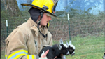 Firefighters rescue animals, including small goats, while battling fire in Cowlitz County