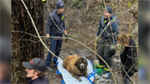 Spokane firefighters rescue 200-pound dog from creek