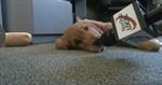 Walla Walla Fire Department adds station dog Wally