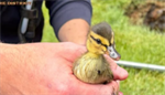 Lacey firefighters rescue ducklings in distress