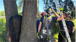 Why the long face? Horse rescued from trees in Graham
