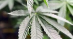 Fire call exposed illegal grow with hazardous chemicals and four bear traps in Pacific
