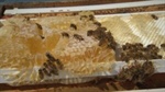 Box of bees falls off truck in Burlington, triggering public safety alert