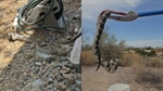 Arizona firefighters stay busy with daily summer snake calls