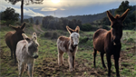 International News: ‘Firefighter donkeys’ are helping prevent wildfires from spreading in Spain