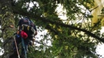 Parachuter rescued after becoming entangled 150 feet up in tree near Woodinville