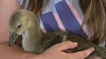 Honking hero: Texas family’s pet goose alerts them to fire