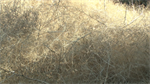 Fire officials stress importance of removing tumbleweeds for wildfire risk reduction in Tri-Cities