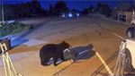Bear walks into Colorado fire department station, steals gear bag
