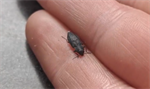 Black fire beetles present after the Spokane Area Complex Fires