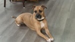 Ohio firehouse dog has become important part of crew