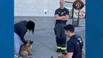 Spokane Valley firefighters save dog from car fire