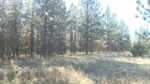 Spokane Valley Fire receives $5.5 million grant to upgrade wildfire mitigation