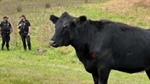Michigan State University training prepares first responders for livestock emergencies