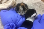 Indianapolis Fire Department Finds Litter of Newborn Kittens in Fire Apparatus